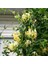 Kokulu Lonicera Caprifolium Hanım Eli Tohumu (5 Tohum) 1