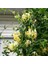 Kokulu Lonicera Caprifolium Hanım Eli Tohumu (5 Tohum) 4