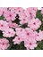 Saksılık Wallerine Baby Pink Bodur Cam Güzeli Çiçeği Tohumu(20 Tohum) 1