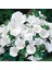 Lavatera Trimestris Regis Pure White Pamuk Çiçeği Tohumu(50 Tohum) 3