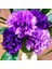 Chabaud Violet Katmerli Karanfil Çiçeği Tohumu(70 Adet) 2