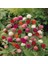 Gomphrena Globosa Somon Medine Çiçeği Tohumu(50 Tohum) 3