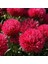 Pompon Paeony Duchesse Crimson Aster Çiçeği Tohumu (50 Tohum) 1