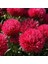 Pompon Paeony Duchesse Crimson Aster Çiçeği Tohumu (50 Tohum) 5