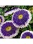 Pompon Blue With White Centre Aster Çiçeği Tohumu (50 Tohum) 1