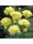 Chabaud Yellow Karanfil Çiçeği Tohumu(70 Adet) 3
