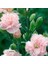 Soft Pembe La France Karanfil Çiçeği Tohumu(25 Tohum) 3