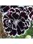 Dianthus Heddewigii Black White Karanfil Çiçeği Tohumu (100 Adet) 2