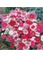 Dianthus Heddewigii Baby Doll Karanfil Çiçeği Tohumu(100 Adet) 4