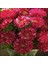 Pompon Fire Beacon Aster Çiçeği Tohumu(50 Tohum) 5
