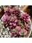 Anacampseros Telephiastrum Variegata Sukulent Tohumu (5 Tohum) 1