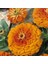 Super Yoga Elegans Orange Zinya Çiçeği Tohumu(40 Tohum) 5