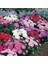 Pompon Hinomaru Mixed Aster Çiçeği Tohumu(50 Tohum) 2