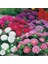Pompon Hinomaru Mixed Aster Çiçeği Tohumu(50 Tohum) 3