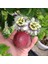 Passiflora Edulis Maruçya Tohumu (50 Adet) 4
