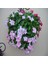 Vinca Rosea Soft Pink Rozet Çiçeği Tohumu (20 Tohum) 3