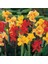 Canna Indica Tesbih Çiçeği Tohumu(50 Tohum) 4