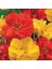Soğuklara Dayanıklı Katmerli Mixed Geum Çiçeği Tohumu(20 Tohum) 4
