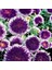 Pompon Blue Moon Aster Çiçeği Tohumu (50 Tohum) 5