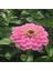 Super Yoga Rose Zinya Çiçeği Tohumu(40 Tohum) 1