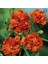 Chabaud Orange Karanfil Çiçeği Tohumu(70 Adet) 3