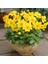 Bodur Red Yellow Dahlia Yıldız Çiçeği Tohumu (40 Tohum) 1