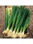 Ata Tohumları Geleneksel Yüksek Aromalı Yeşil Soğan Tohumu(50 Tohum) 1
