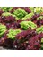 Gelenesel Ata Tohumları Mixed Marul Tohumu (100 Tohum) 3