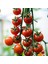 Cherry F1 Sırık Kiraz Domates Tohumu (10 Tohum) 1
