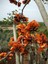 Erythrina Caffra Mercan Ağacı Tohumu (3 Tohum) 2