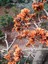 Erythrina Caffra Mercan Ağacı Tohumu (3 Tohum) 3