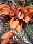 Erythrina Caffra Mercan Ağacı Tohumu (3 Tohum) 4
