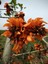 Erythrina Caffra Mercan Ağacı Tohumu (3 Tohum) 5