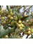 Ispanyol Bodur Arbequina Zeytin Tohumu (100 Tohum) 2