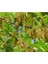 Gleditsia Triacanthos Gladiçya Ağacı Tohumu (5 Tohum) 4