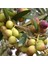 Ispanyol Bodur Arbequina Zeytin Tohumu (5 Tohum) 4