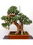 Bonsai Için Uygun Süs Narı Tohumu (50 Adet) 3