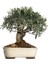 Bonsai Için Uygun Zeytin Tohumu (5 Tohum) 2