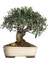 Bonsai Için Uygun Zeytin Tohumu (5 Tohum) 3