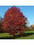 Liquidambar Styraciflua Amerikan Sığlası Tohumu (10 Tohum) 4