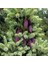 Picea Likiangensis Çin Ladini Tohumu (10 Tohum) 4