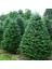 Abies Nordmanniana Göknar Ağacı Tohumu (20 Tohum) 5