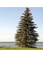 Picea Abies Batı Ladini Tohumu (20 Tohum) 1