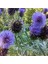 Kenger Otu(Cynara Cardunculus) Tohumu(5 Tohum) 3