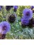 Kenger Otu(Cynara Cardunculus) Tohumu(5 Tohum) 5