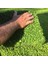 Dona Dayanıklı Dichondra Repens Fare Kulağı Tohumu(100 Gram) 5
