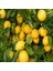 Yediveren Limon Tohumu (3 Tohum) 2