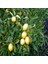 Yediveren Limon Tohumu (3 Tohum) 5