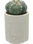 Astrophytum Asterias V Type Fukuryo 1