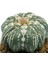 Astrophytum Asterias V Type Fukuryo 3